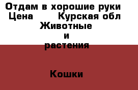 Отдам в хорошие руки › Цена ­ 0 - Курская обл. Животные и растения » Кошки   . Курская обл.